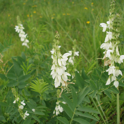 Jestrabina