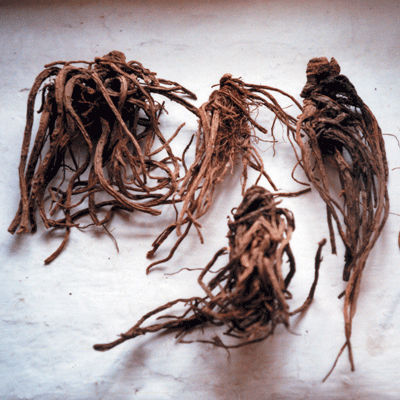 ANDĚLIKA LÉKAŘSKÁ - KOŘEN
