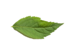 ikona
