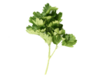 ikona