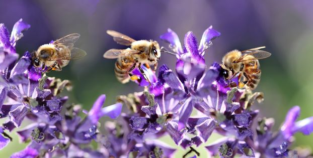 Šalvěj lékařská: symbol věčného života 